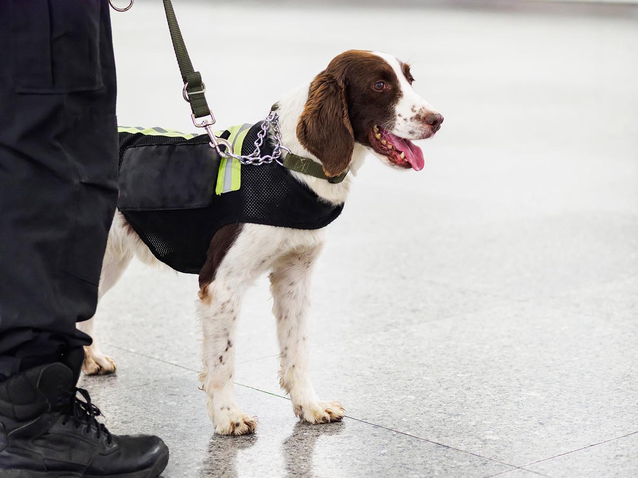 K9 Met Specialists LTD | Security Dogs in Berkshire gallery image 1