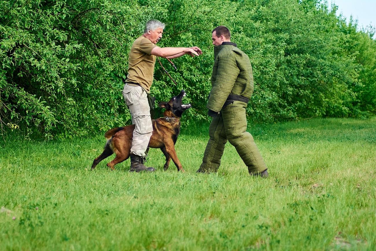 K9 Met Specialists | Security Dog Handlers in Berkshire gallery image 6