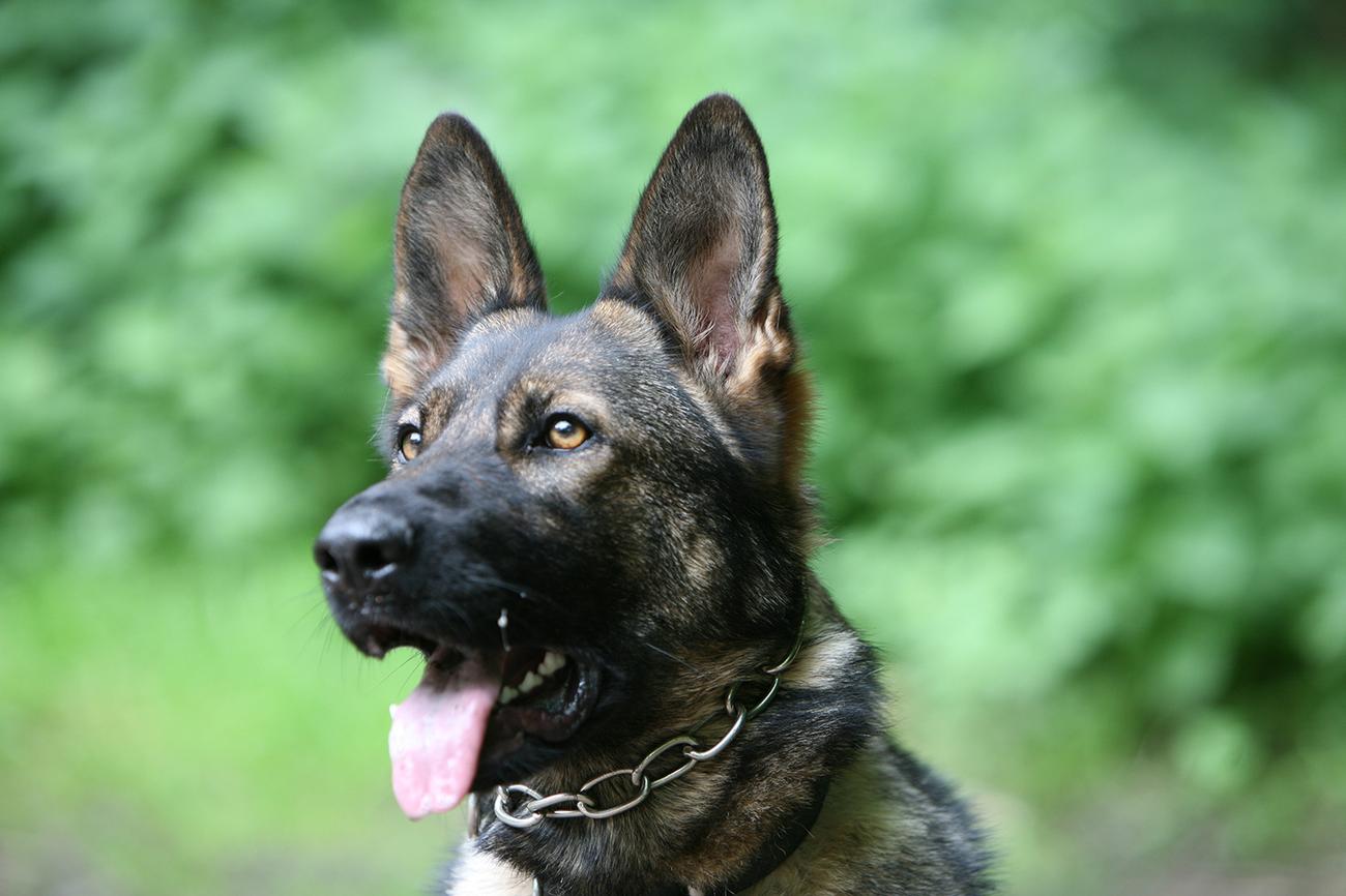 K9 Met Specialists LTD | Security Dogs in Berkshire gallery image 5