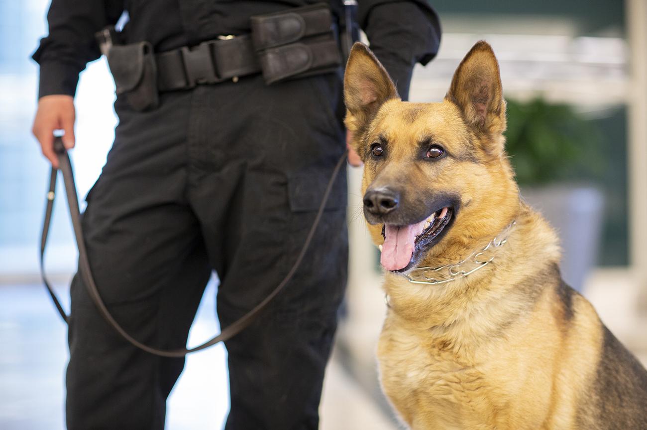 K9 Met Specialists LTD | Security Dogs in Berkshire gallery image 3