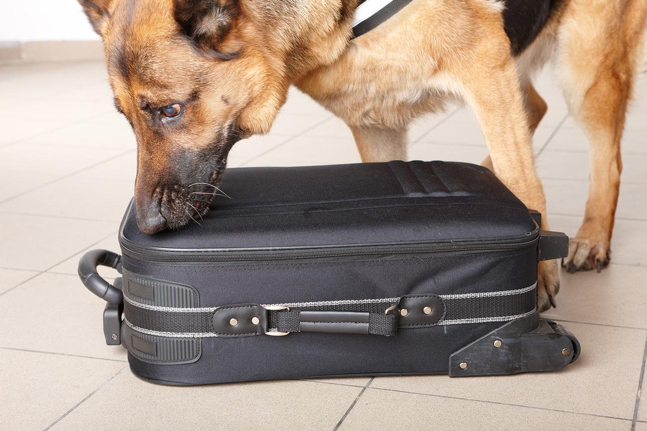 K9 Met Specialists LTD | Security Dogs in Berkshire gallery image 4