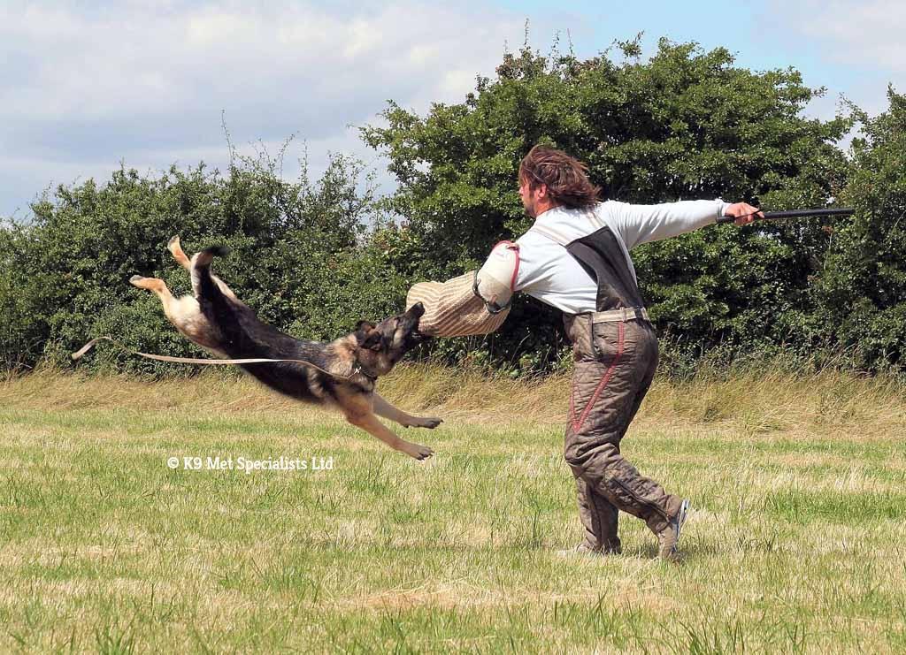 German Shepherd dog tackling a man with an arm guard